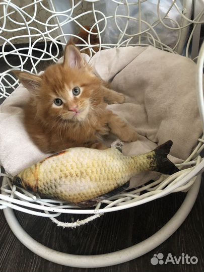 Котята мейкун