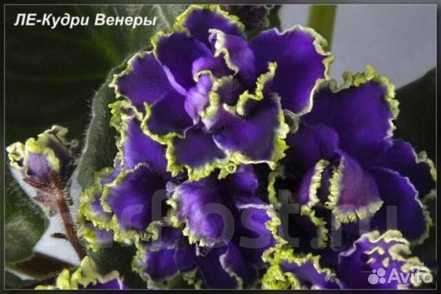 Фиалки(набор)