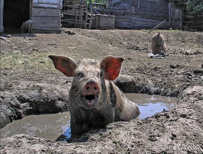 Свиньи,хряки,свиноматки,крс