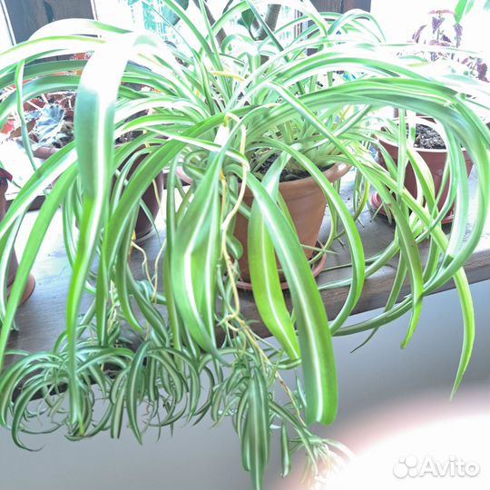 Комнатные цветы