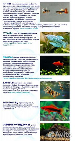 Жемчужная гурами