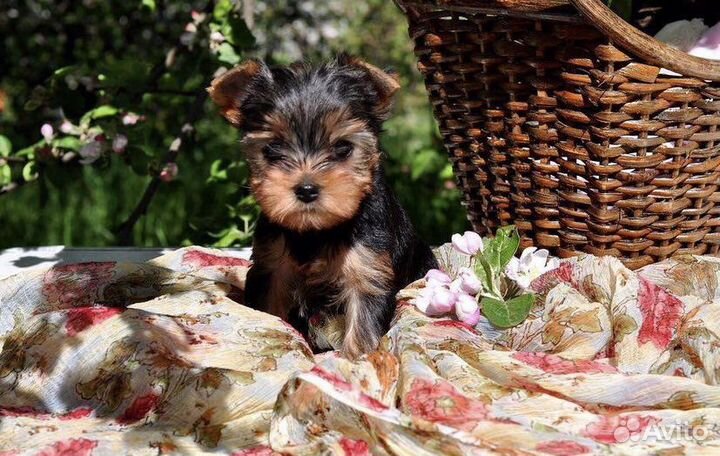 Летние лучики