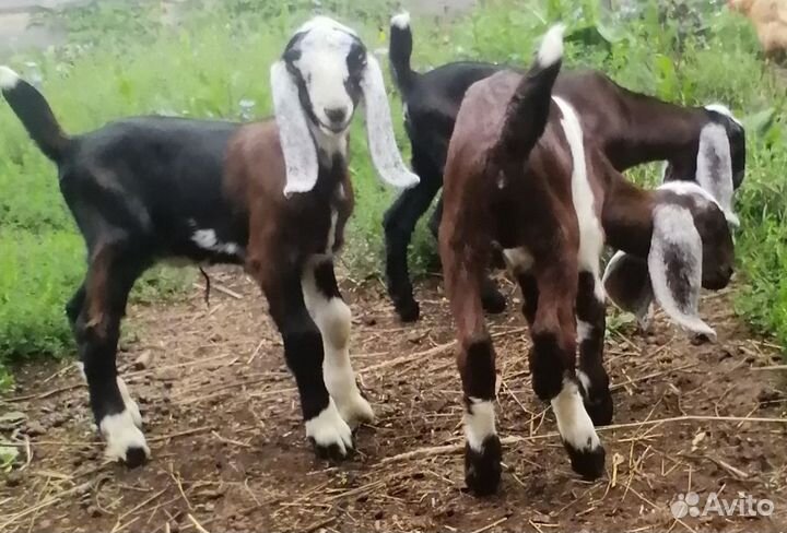 Англо-нубийские козы, козлята, козлы