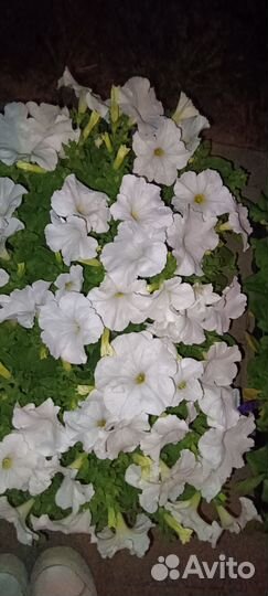 Цветы петуния