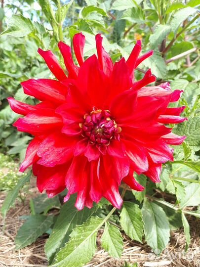 Клубни георгина