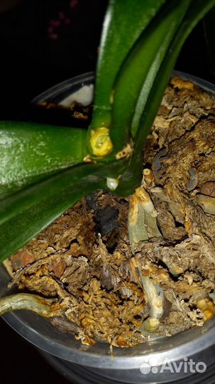 Орхидея фаленопсис биг лип Салли