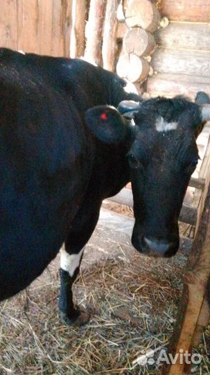 Корова молочная