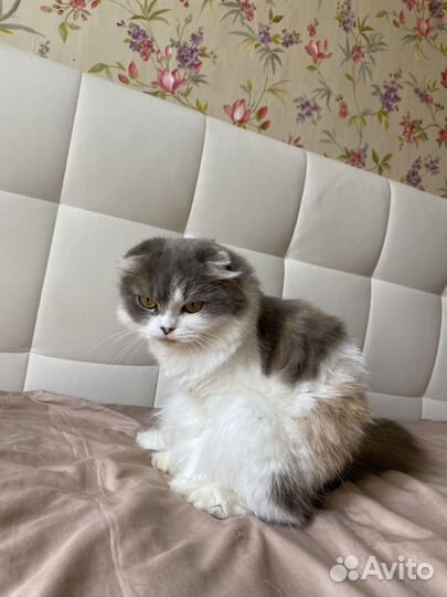 Кошка в дар бесплатно