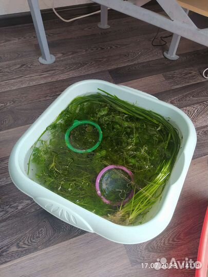 Отдам прополку роголистник, гигрофила, валлиснерия