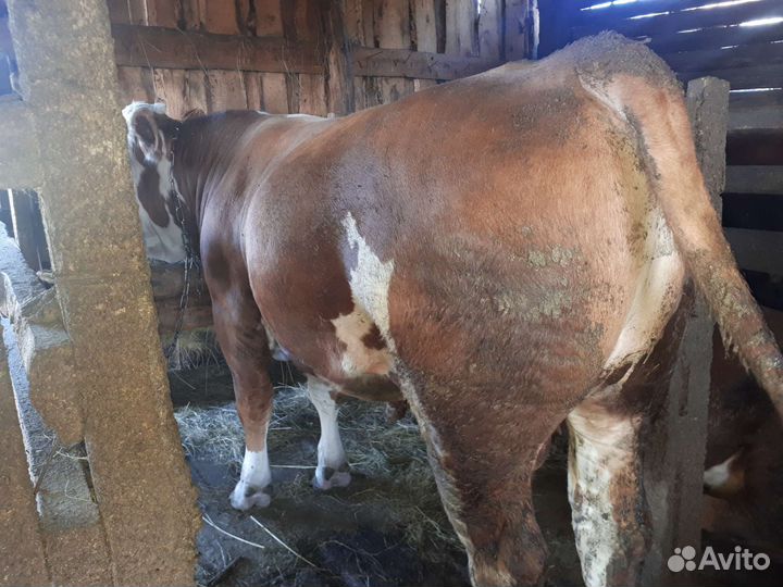 Продам животных