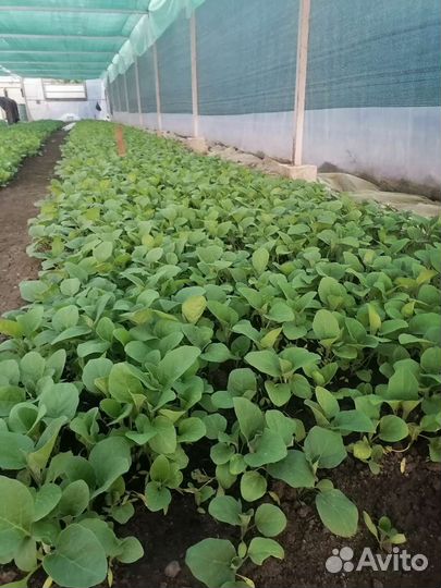 Рассада баклажан и перца