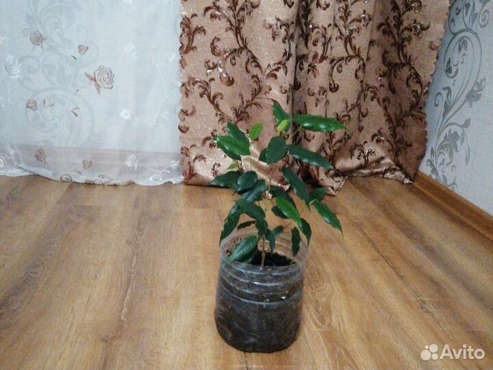 Фикус бенджамина