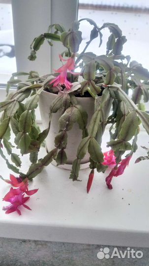 Цветок декабриста