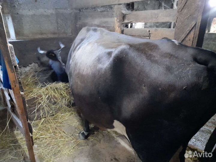 Корова дойная