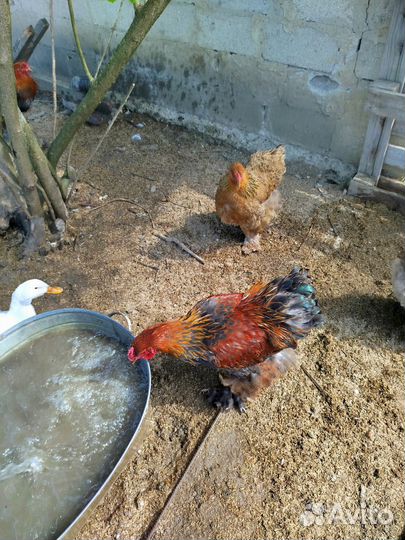 Петух брама