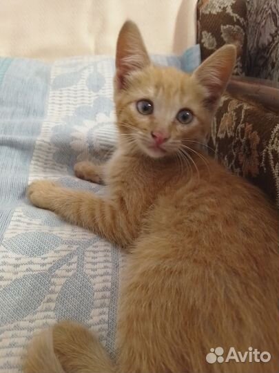 Котёнок белый, рыжий