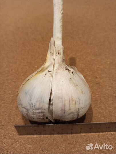 Лук-чеснок «Рокамболь»