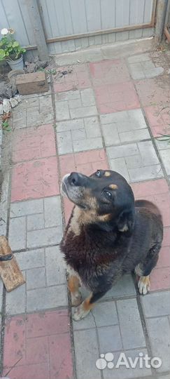 Отдам собаку