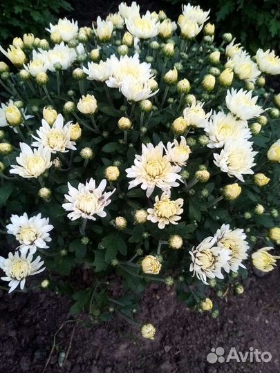 Хризантемы мультифлора