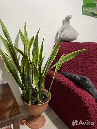Сансевиерия щучий хвост