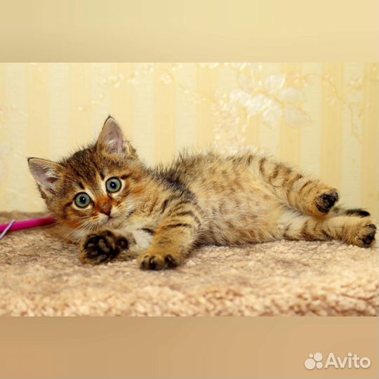 Котята и котики в добрые руки, много разных