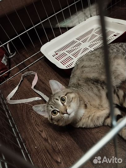 Котик в добрые руки