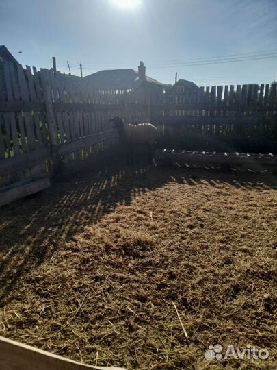 Баран племенной эльдибай