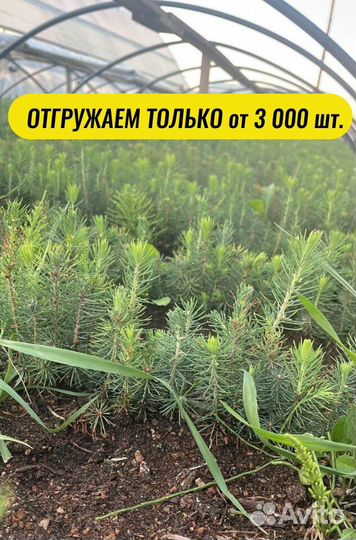 Сеянцы сосны зкс от производителя
