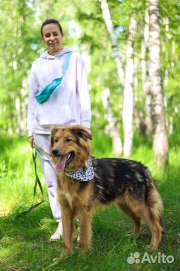 Собаки бесплатно