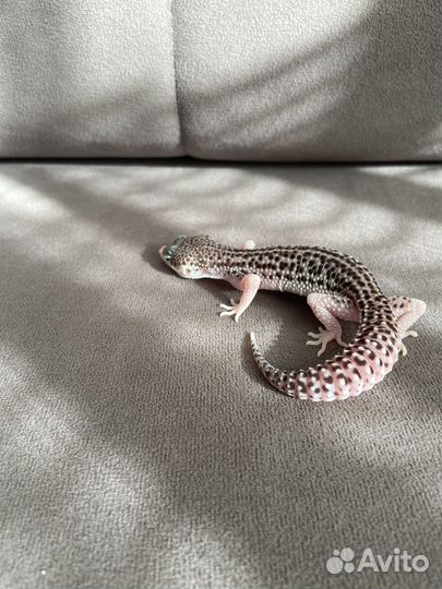 Геккон эублефар