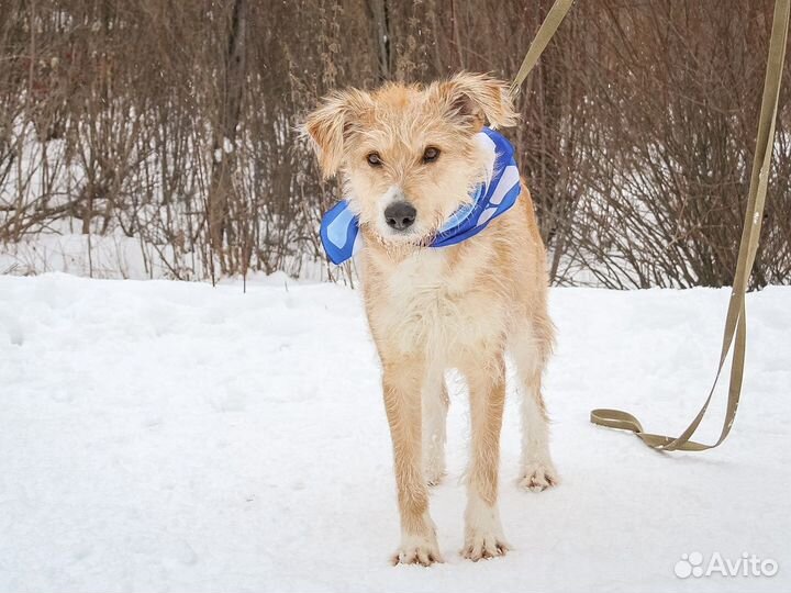 Забавная Фрося