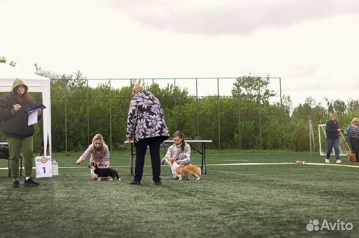 Кинолог. Инструктор по вязке. Хендлер