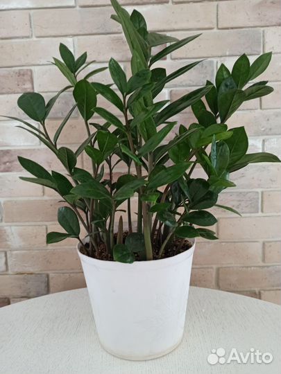 Замиокулькас