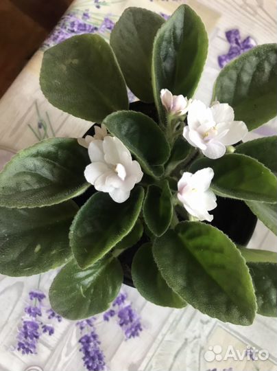 Фиалка белая