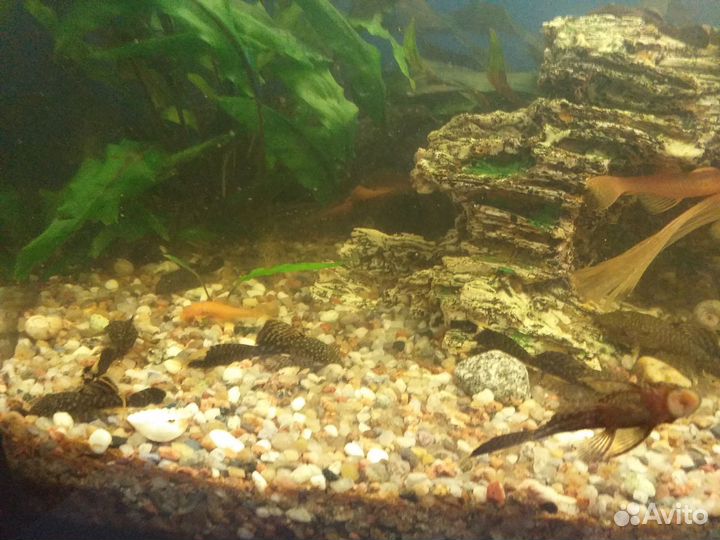 Аквариумные рыбки Сомики