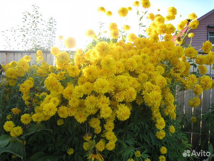 Золотые шары, жасмин, Сумах, сахалинская гречиха