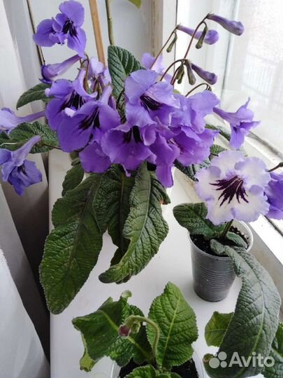 Стрептокарпус