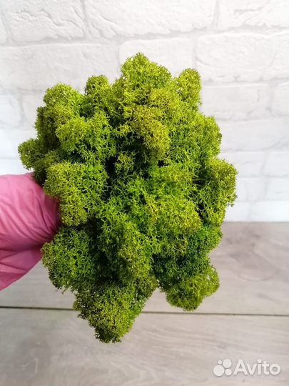 Мох стабилизированный оптом и в розницу