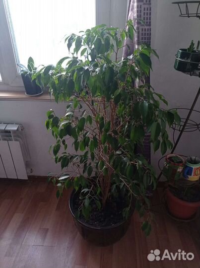 Замиокулькас