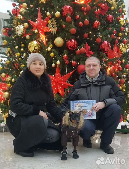 Идеальная собака с оплатой за результат. Гарантия