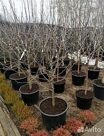 Саженцы яблоня китайка Райские Яблоки