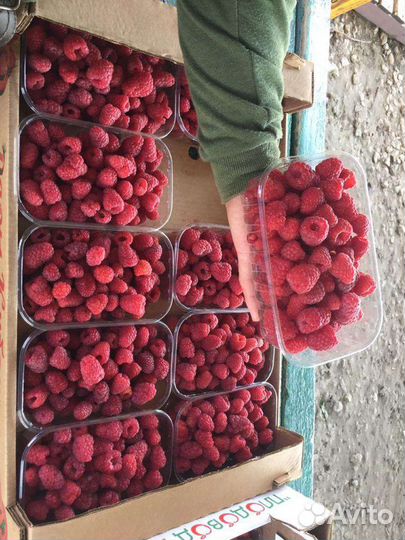 Саженцы малина Феномен и др