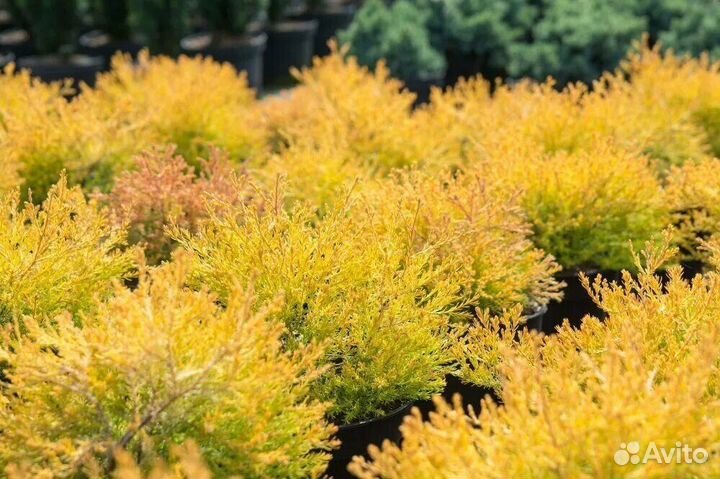 Хвойные растения саженцы