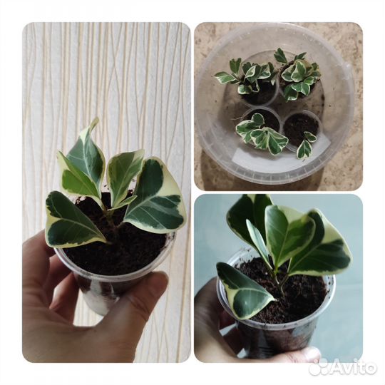 Фикус триангулярис Вайт Марджин, Натали тринова