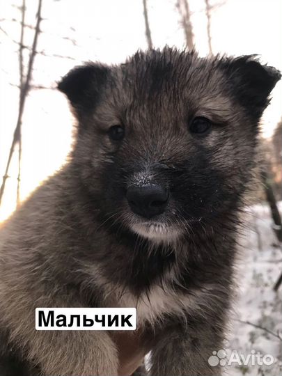Щеночек лайки бесплатно