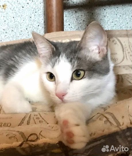 Кошечка Анютка ищет дом