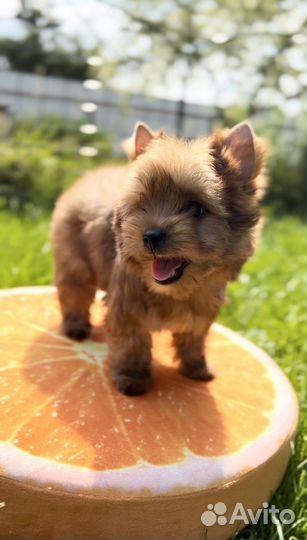 Йоркширский терьер мини