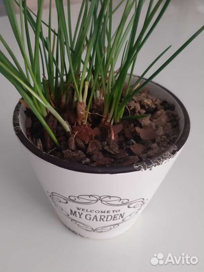 Зефирантес белый