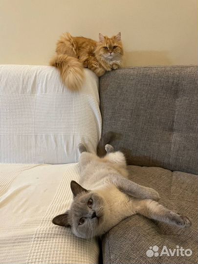 Передержка кошек и собак мелких пород/ Зооняня