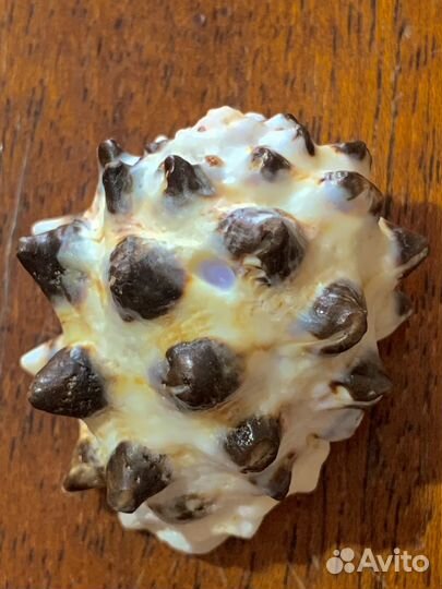 Морские ракушки раковины